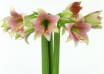 hippeastrum Misty ® (1)